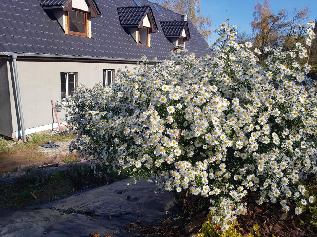 Pokoje Goscinne Art- Dworek Bad Kudowa Exterior foto